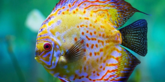 Rüyada balık görmek nasıl yorumlanır?