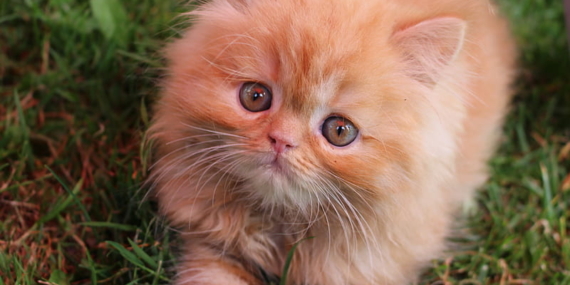 Rüyada Kedi Görmek: Anlamı ve Detaylı Yorumu